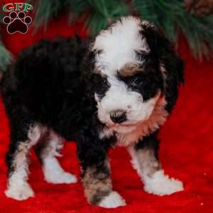 Bixie, Mini Bernedoodle Puppy